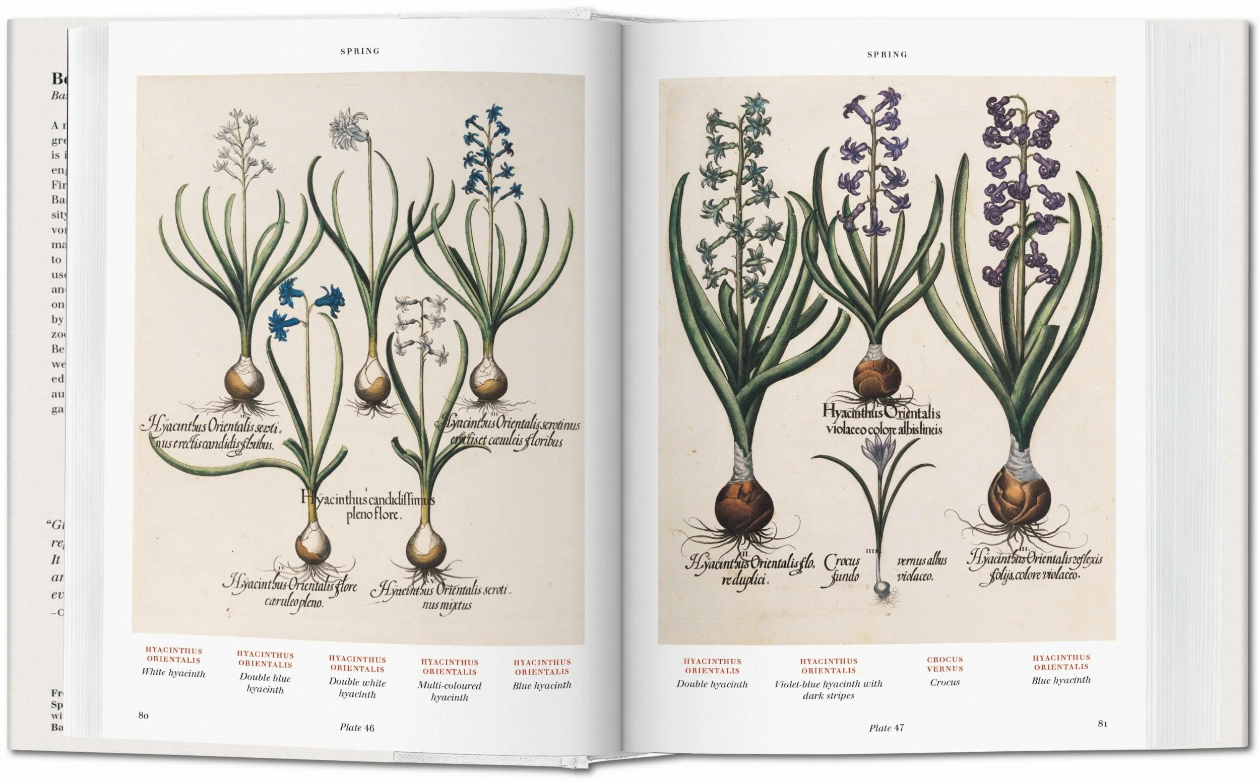 Basilius Besler. Florilegium. The Book of Plants (English) Book - Image 3