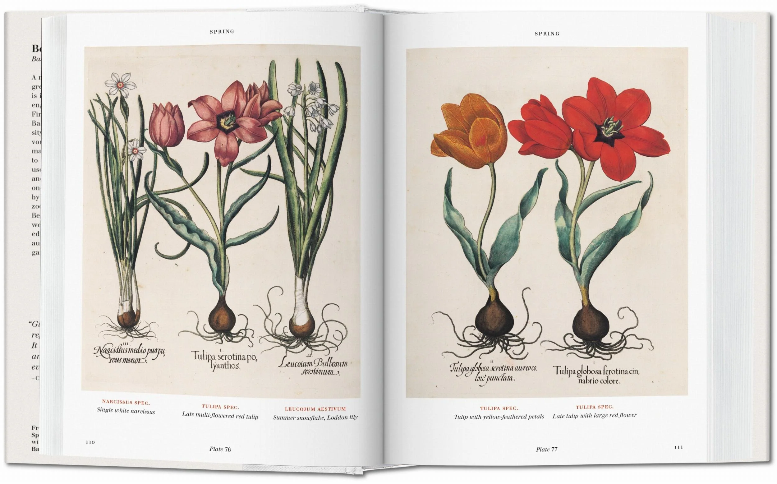 Basilius Besler. Florilegium. The Book of Plants (English) Book - Image 4
