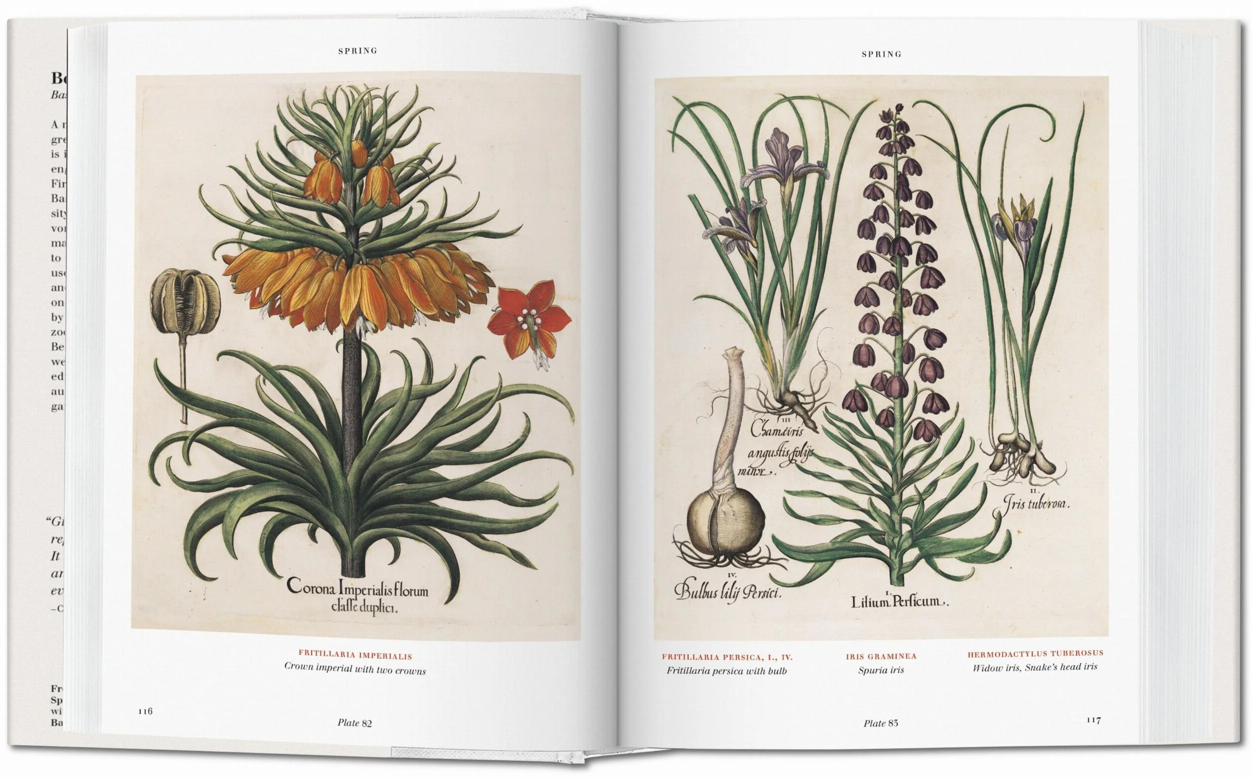 Basilius Besler. Florilegium. The Book of Plants (English) Book - Image 5