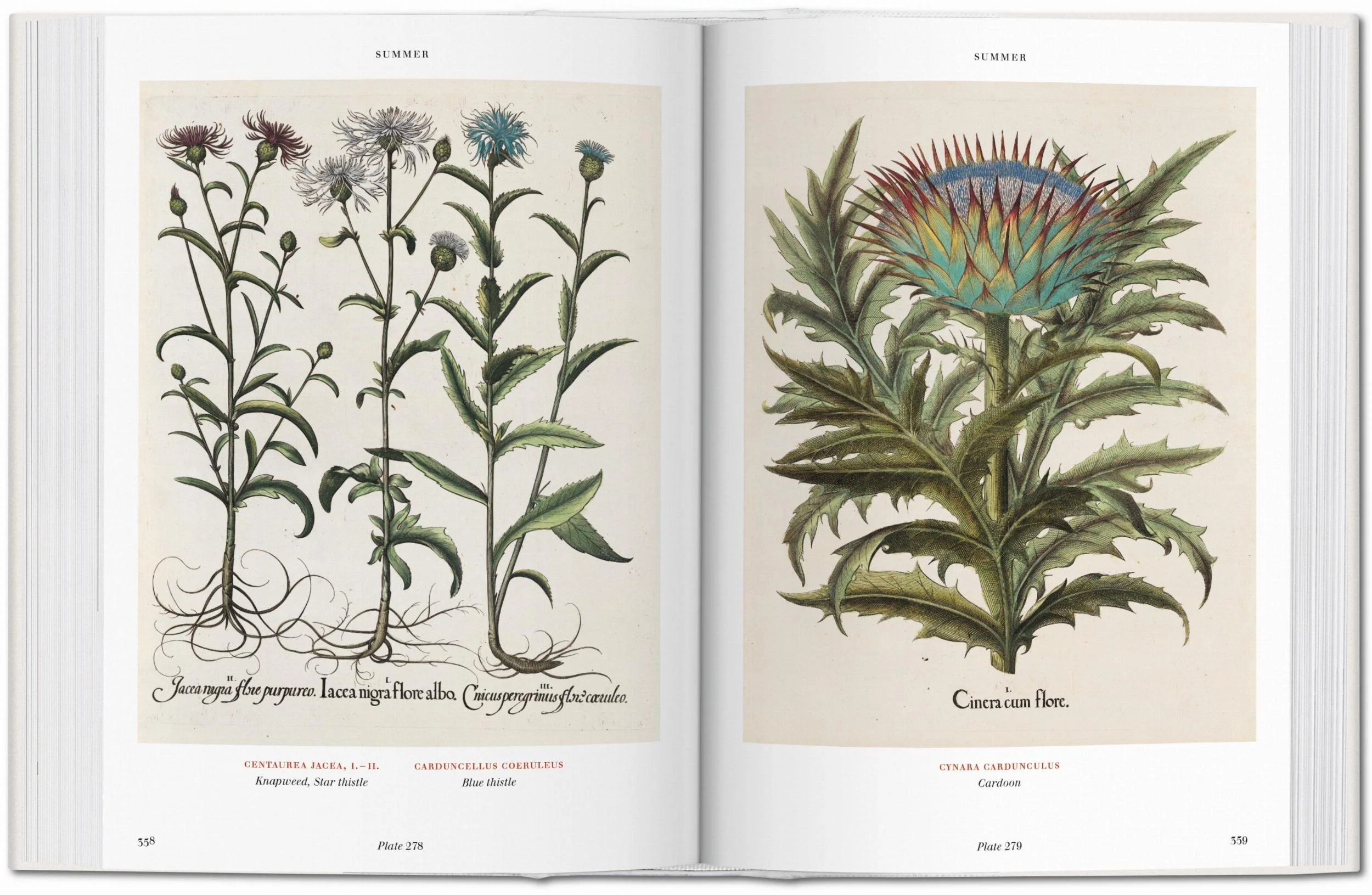 Basilius Besler. Florilegium. The Book of Plants (English) Book - Image 6