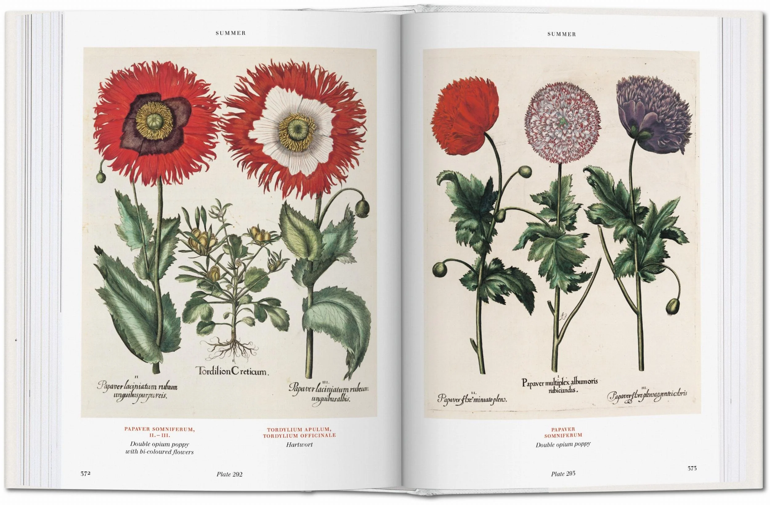 Basilius Besler. Florilegium. The Book of Plants (English) Book - Image 7