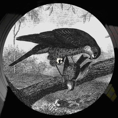 Bird Of Prey Vinyl Record - Image 4